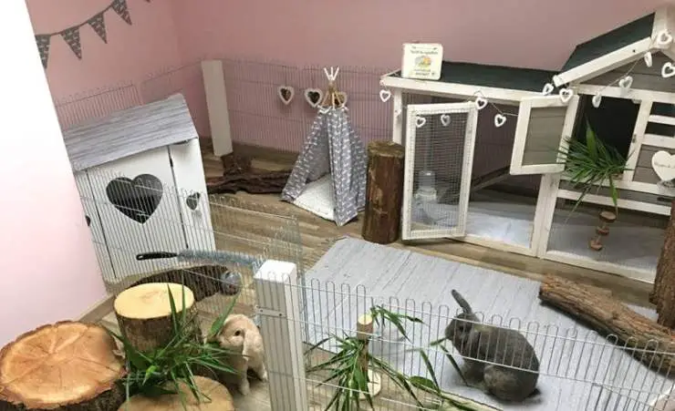 apartamento para conejo enano