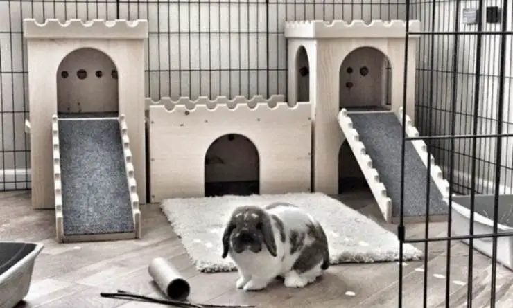conejo enano en la casa