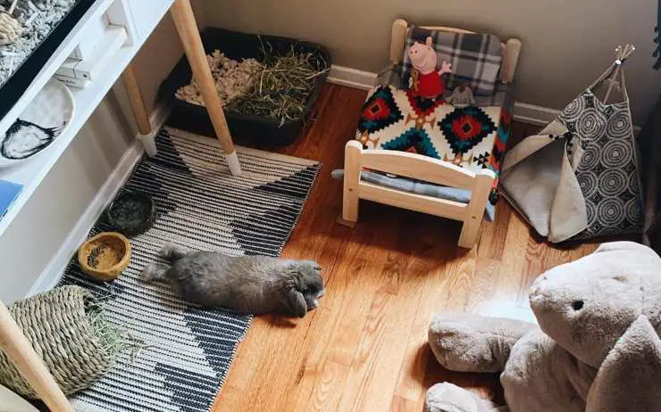habitación en la casa para el conejo enano