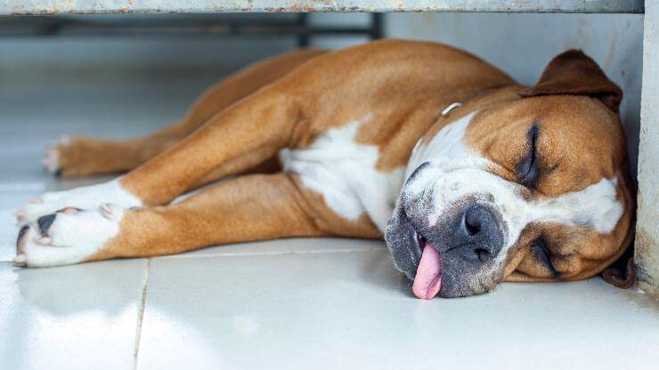 Perro durmiendo con la lengua fuera Perro durmiendo con la lengua fuera