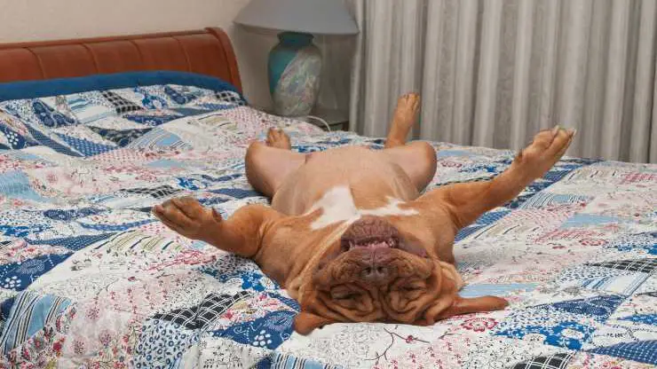 Perro durmiendo boca abajo en la cama Perro durmiendo