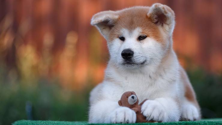Cachorro de Akita con peluche Cachorro de Akita Inu