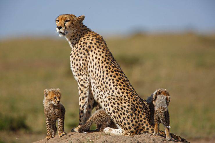 cachorros de guepardo