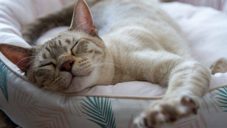 Gato australiano