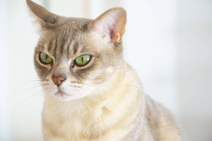 Gato australiano