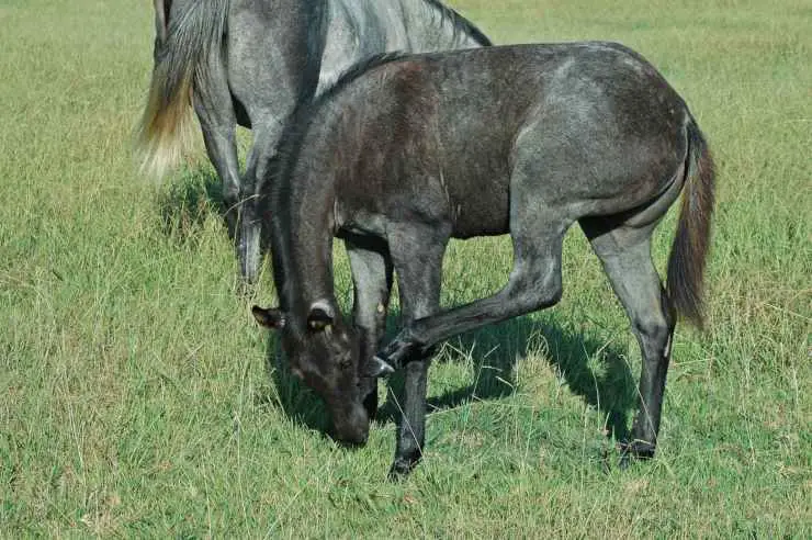 El caballo se rasca El caballo se rasca