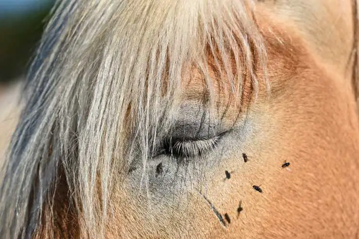 Caballo cubierto de moscas