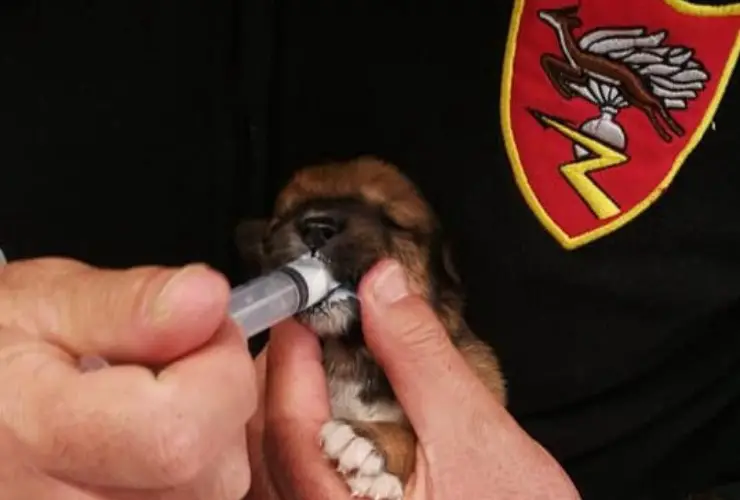 Carabinieri Rescue Modica Cachorros