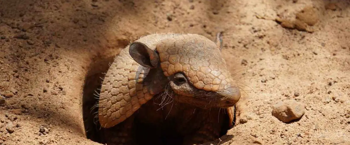 Animales que viven bajo tierra que son, que hábitos