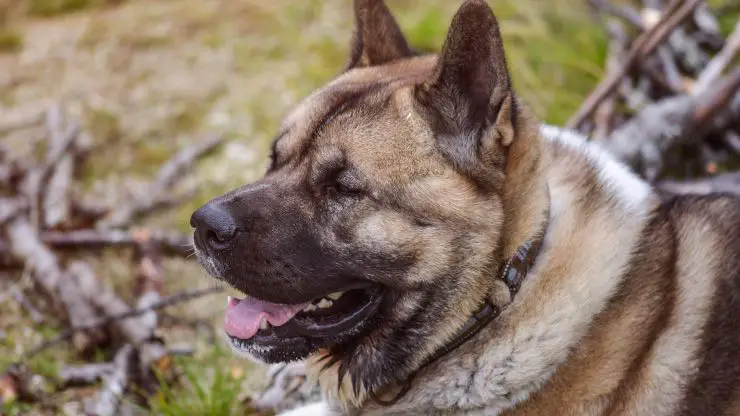 Razas de perros compatibles con el Akita americano Razas de perros compatibles con el Akita americano