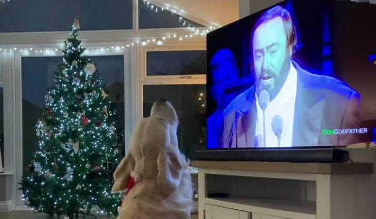 El perro Hugo Facebook
