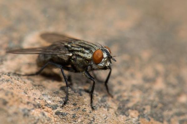 Tipos de moscas: Características y curiosidades - Mosca blanca (Sarcophaga carnaria)