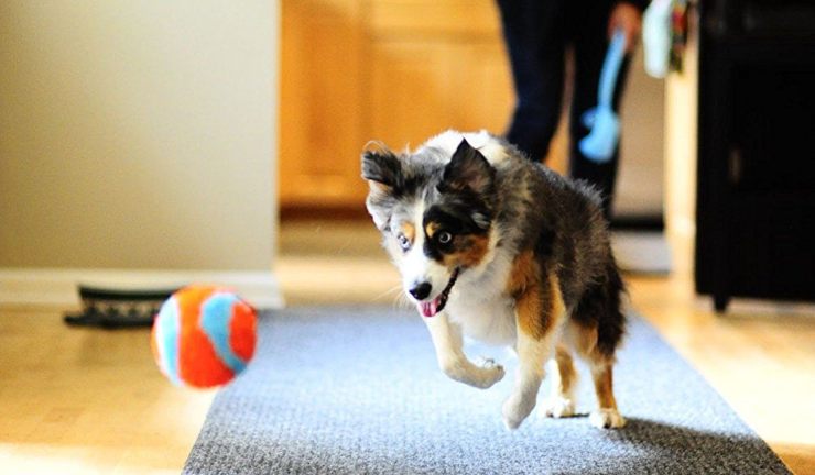 Fido juega con una pelota