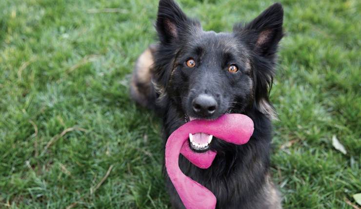 perro con juego