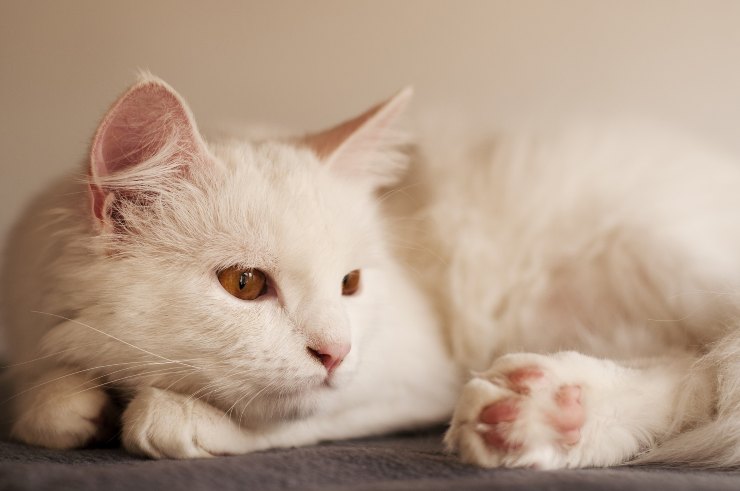El gato quiere descansar