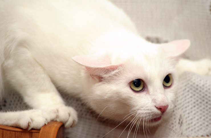 Gato sumiso: causas y remedios Gato sumiso
