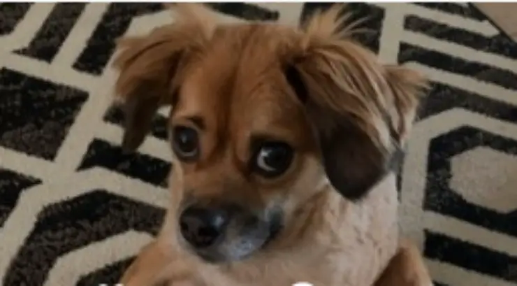 Perro de ojos dulces (foto de Instagram)
