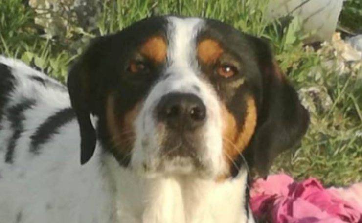 Perro Riki robado de la perrera