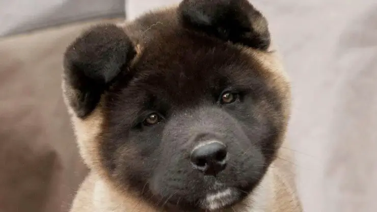 Cachorro de Akita americano Cachorro de Akita americano
