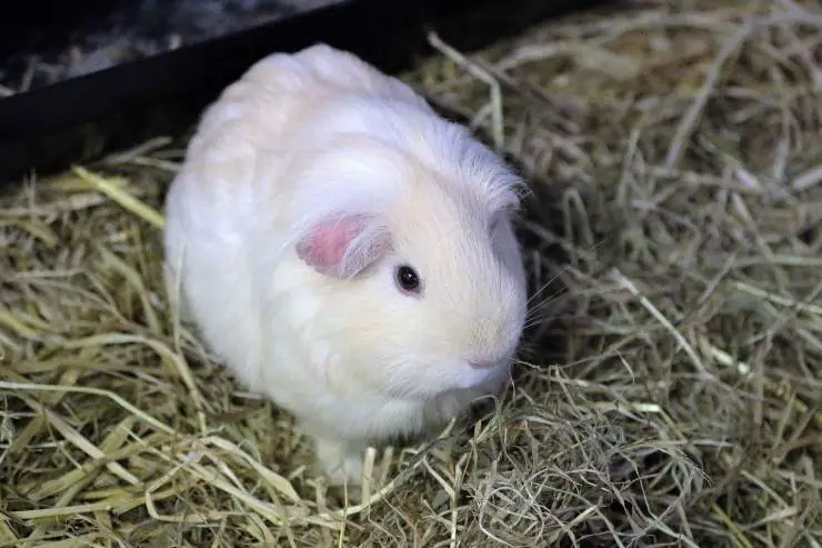 Hámster de Guinea