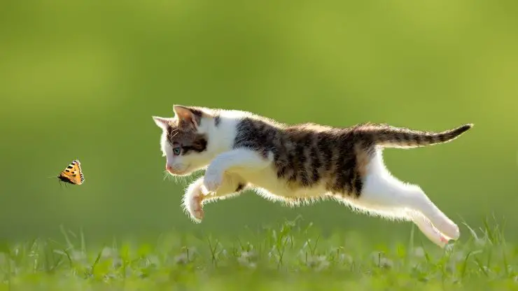gato jugando al aire libre