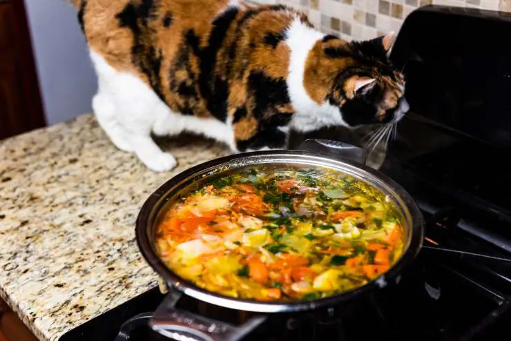Caldo para el gato: cómo usarlo y la receta de un caldo de carne casero. -  Vida con Mascotas ▷➡️