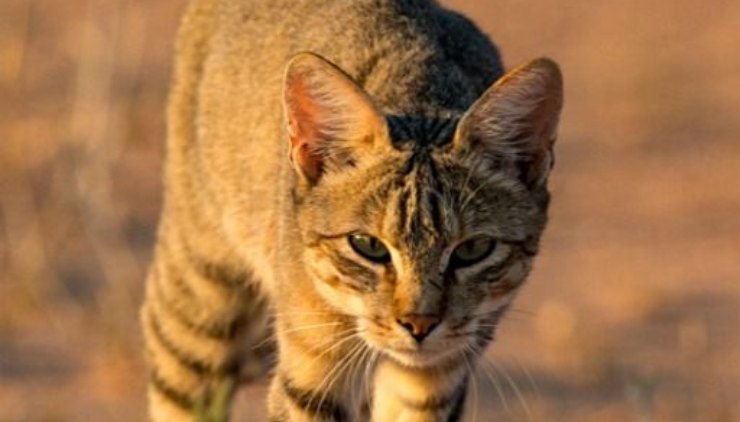 Gato africano