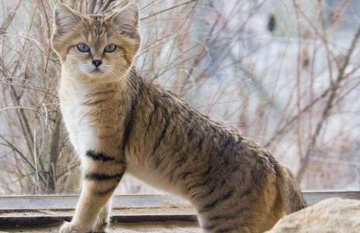 características del gato montés