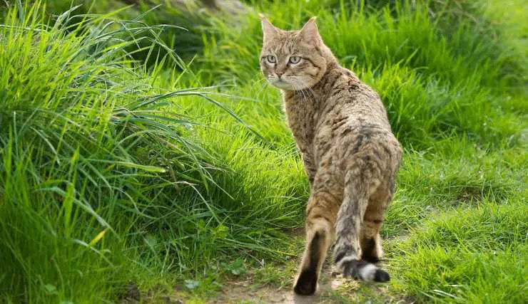 El gato de Bieti