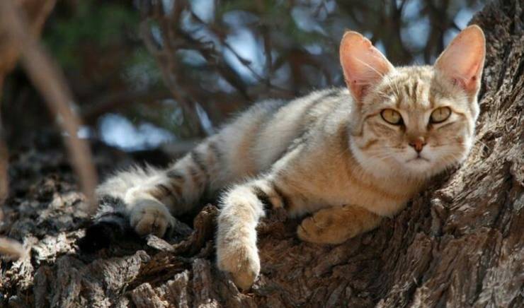 Bos lybica Gatto