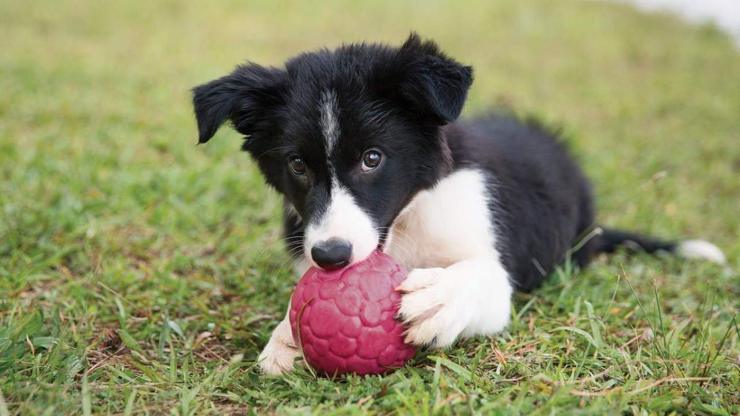 perro jugando con pelota