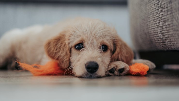 cachorro acostado