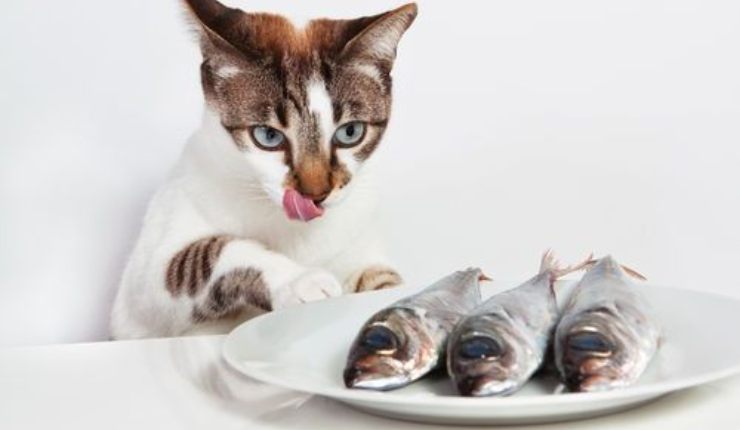 bacalao en la dieta del gato