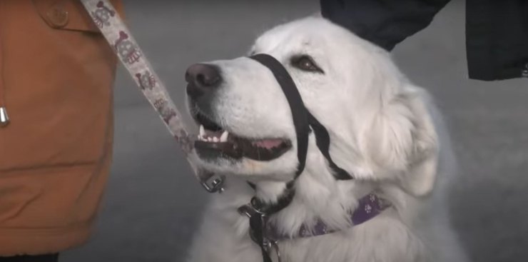 perro detiene las convulsiones de su amo