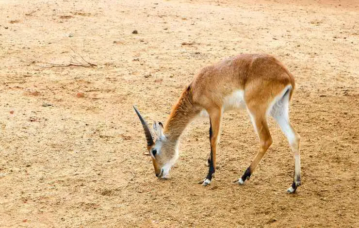 gacela