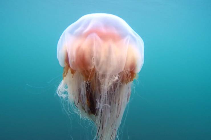 medusas de melena de león