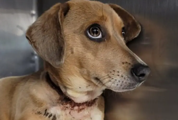 Cuello de cuerda de piedra para perro