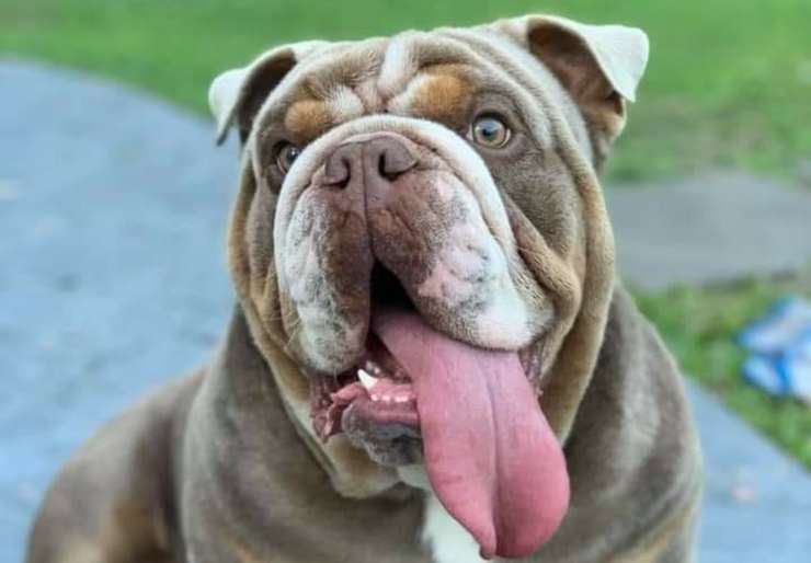 Biggie el perro secuestrado de su casa (Foto Facebook)