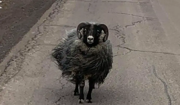 Vídeo del ciclista Montone Nero