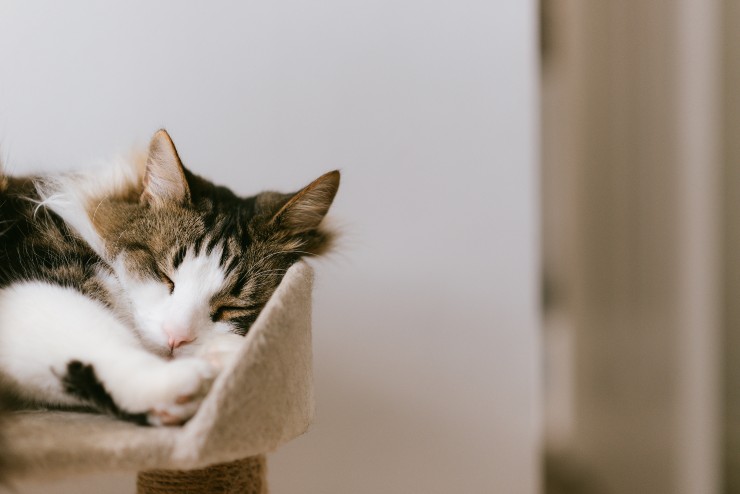 Micción en el felino