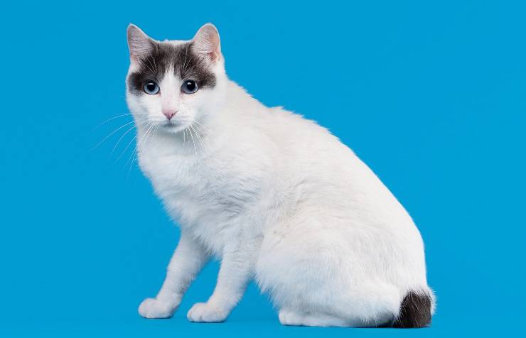 Bobtail japonés