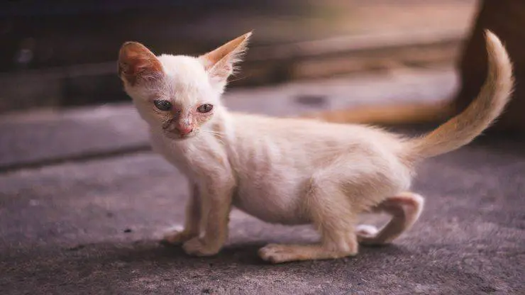 Gatito enfermo Gatito enfermo