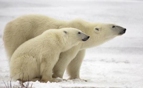 ¿Cuánto pesa un oso polar?  - ¿Cuánto pesa un oso polar adulto?