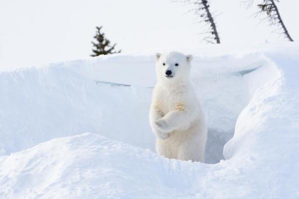 ¿Cuánto pesa un oso polar?  - ¿Cuánto pesa un cachorro de oso polar?