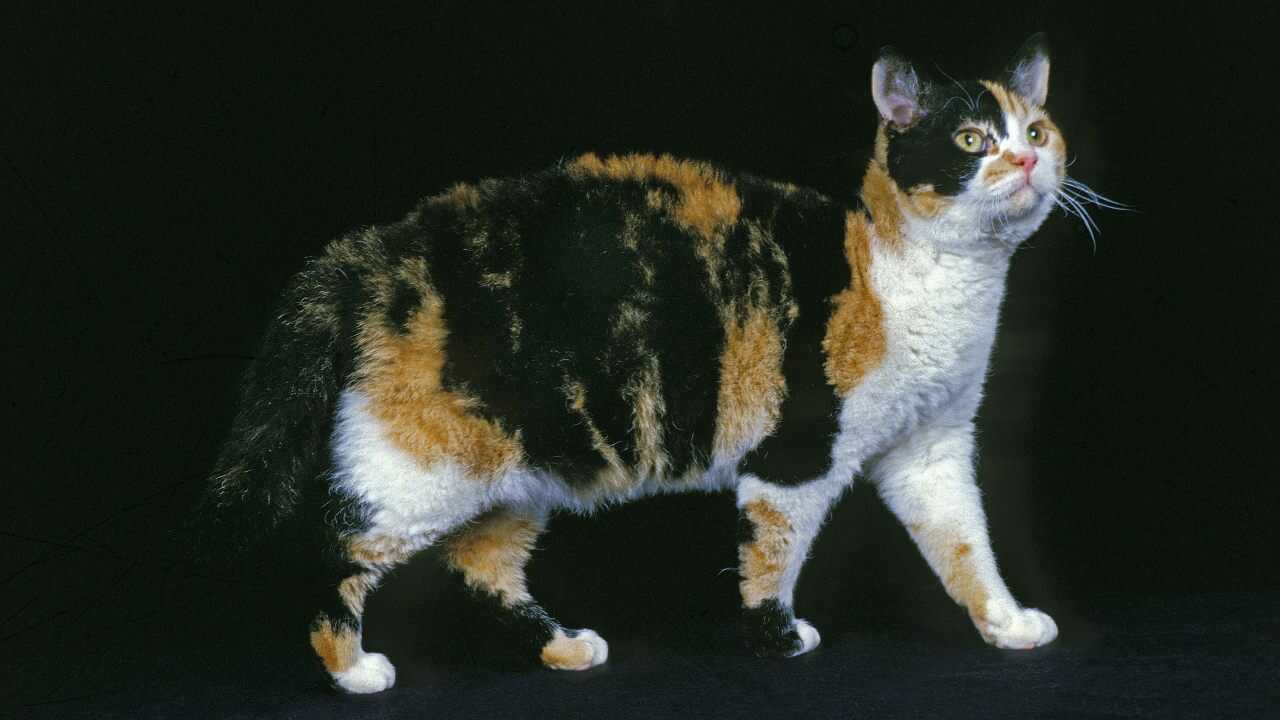 adottare american wirehair adottare american wirehair