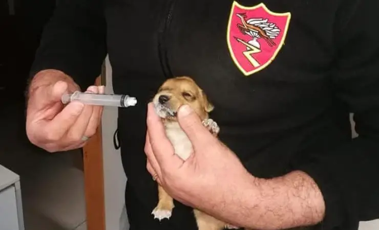 Carabinieri Rescue Modica Cachorros
