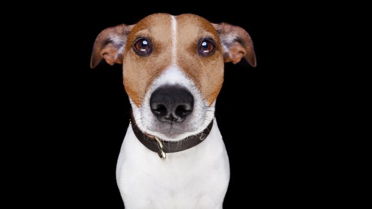 perro llora perro llora cuando está solo en la casa