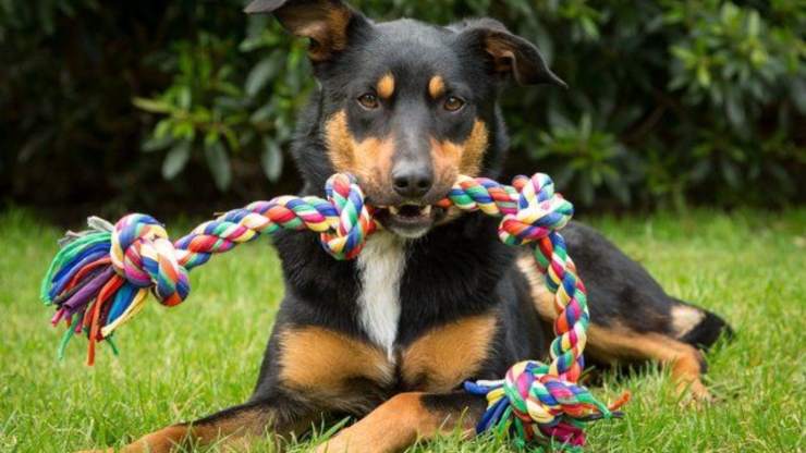 Cómo limpiar juguetes para perros: consejos útiles para la salud de Fido cómo limpiar juguetes para perros