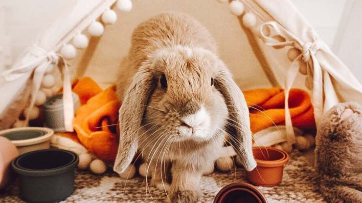 Cómo tener un conejo enano en casa: consejos prácticos y útiles Cómo tener un conejo enano en casa.