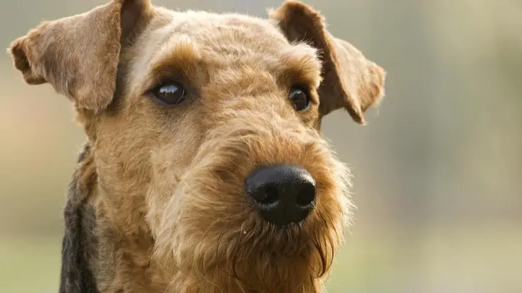 puede vivir un airedale terrier en montserrat